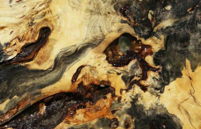 Buckeye Burl wood